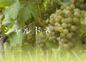 シャルドネ