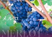 メルロー
